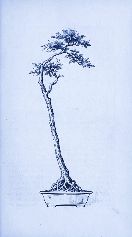 Blue-toned vintage botanical illustration of a slender literati bonsai, in the WISLR theme